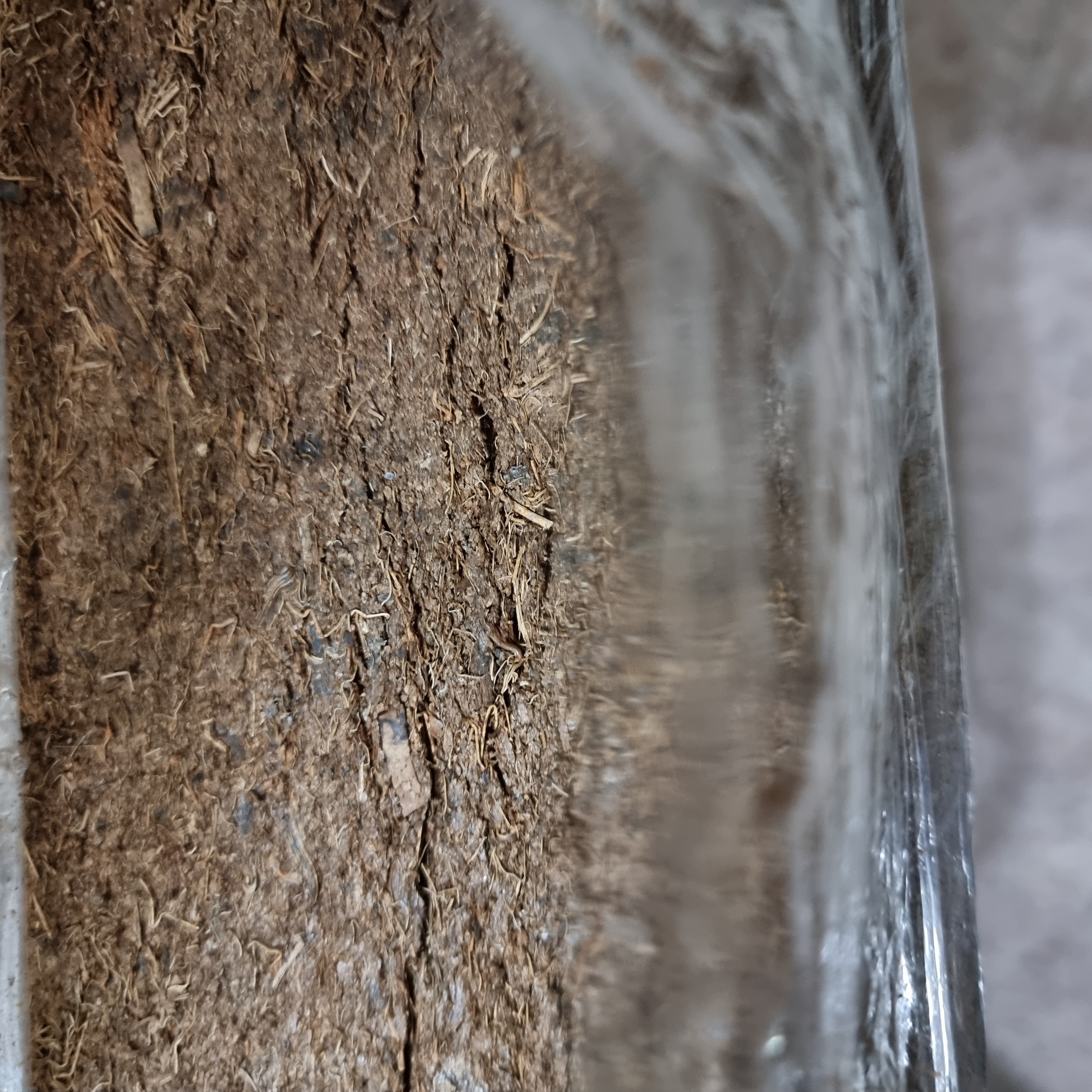 Coco Coir Peat / Compost (3Kg)